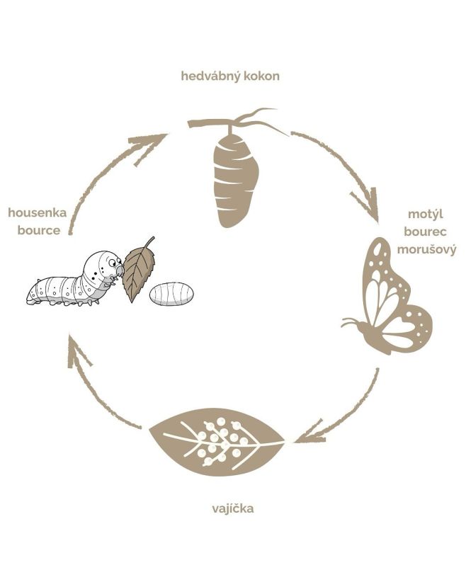 🐛 Od vajíčka až po hedvábný kokon. Takto vzniká nejjemnější přírodní vlákno na světě – hedvábí. Bourec morušový ho vytváří...